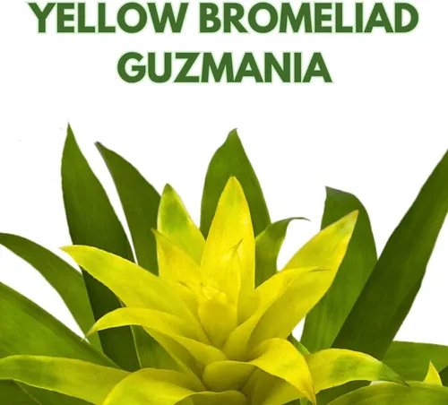 Miniatura 2 de BubbleBlooms Bromelia amarilla en maceta de 4 pulgadas Nidularium billbergioides