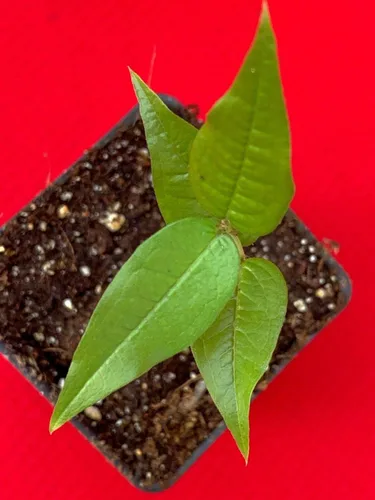 Miniatura 4 de Almacén de EE. UU., planta viva (no semilla ni bulbo), planta blanca Jaboticaba Plinia Aureana de hoja grande de árbol frutal de uva brasileña