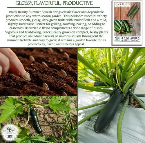 Miniatura 5 de Isla's Garden Seeds - Semillas de calabaza verde de verano Black Beauty para plantar - Más de 25 semillas tradicionales por paquete, sin OMG, nombre