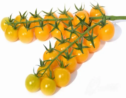 Miniatura 3 de Semillas Golden Cherry Tomate Indeterminado No GMO Vegetal para Plantar
