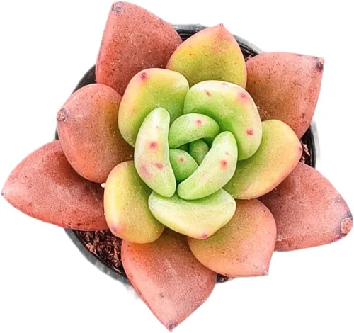 Sprout N Green Echeveria 'Baekya', planta suculenta viva de 'White Night' totalmente enraizada en maceta de 2 pulgadas, decoración de boda para