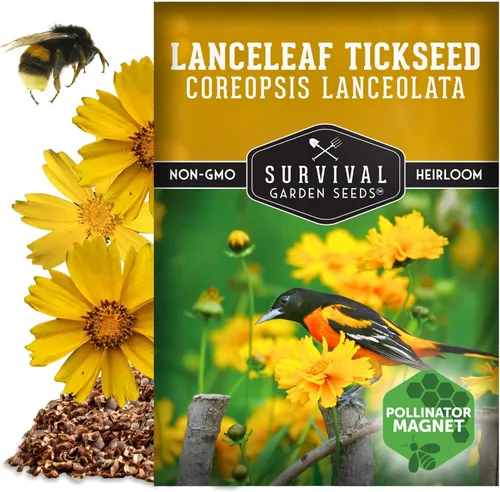 Miniatura 5 de Semillas de garrapata native Lanceleaf para plantar (Coreopsis Lanceolata) Flores amarillas doradas, flores silvestres tolerantes al calor