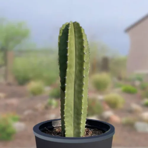 Miniatura 11 de Cactus Outlet - Curiosity - Plantas de cactus vivas, plantas vivas para uso en interiores y exteriores, cactus vivos, 12 a 18 pulgadas, cactus vivos