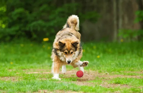 Miniatura 5 de Snug Pelotas de goma para perros pequeños y medianos, tamaño de pelota de tenis, prácticamente indestructibles (paquete de 3, clásico)