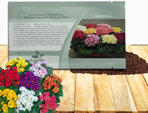 Miniatura 10 de Outsidepride 10 semillas anuales Primula común Primrose Primlet Pink Shades Semillas de flores para plantar