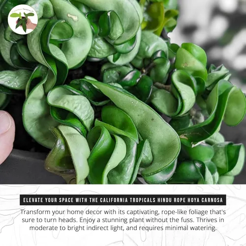 Miniatura 5 de California Tropicals Cuerda hindú viva Hoya Carnosa – Idea única de regalo de planta de interior para decoración del hogar, maceta en una maceta