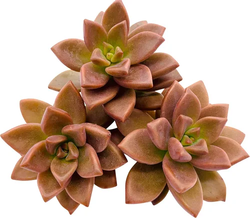 Miniatura 19 de Tallos de Suculentas Vivas (3 Sedum Morganianum Colas de Burro), Plantas Suculentas Vivas, Planta Suculenta SIN Raíces, Plantas de Casa Vivas
