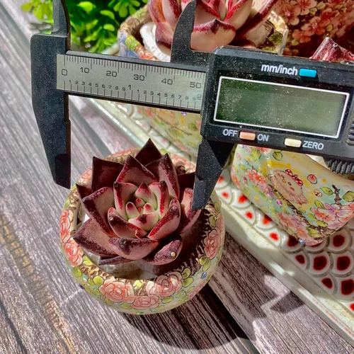 Miniatura 3 de Echeveria agavoides Romeo - Kit de suculentas, con maceta de plástico, 1 cabeza de 2 pulgadas, planta viva de 2 pulgadas, suelo comprimido y guía