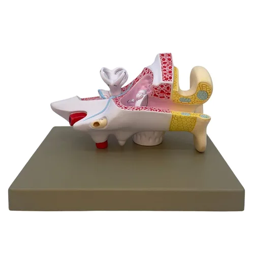 Miniatura 2 de Eisco Labs - Modelo de oreja - Modelo de oreja humana 3X modelo ampliado con 3 piezas - Modelo de anatomía humana - 29 características anatómicas