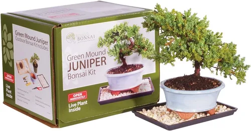 Brussel's Live Green Mound Juniper - Kit de árbol bonsái para exteriores, 3 años de edad; 6 a 8 pulgadas de alto con recipiente decorativo, no se