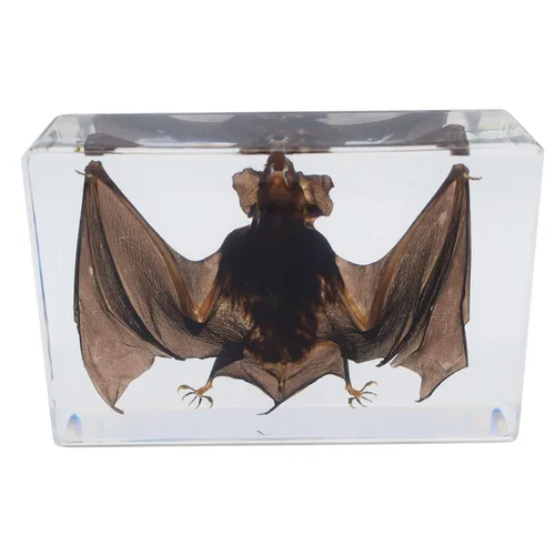 Miniatura 8 de Espécimen de murciélago real de taxidermia grande, espécimen de animales en resina para ciencias, aula, educación científica, grande