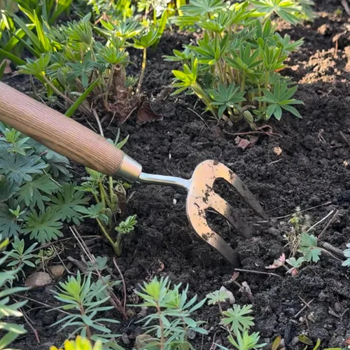 Miniatura 5 de Spear & Jackson Tenedor de malezas de mano de acero inoxidable, herramienta de jardinería duradera para deshierbe eficiente y aireación del suelo