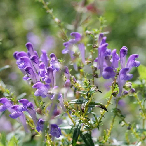 Miniatura 6 de Outsidepride Semillas Skullcap - 100 unidades. Semillas perennes, fáciles de cultivar y compactas, semillas de hierbas para plantar flores