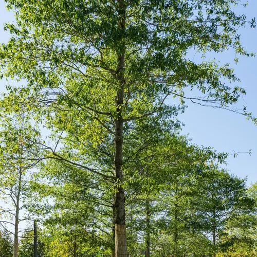 Miniatura 2 de Generic Willow Oak, caducifolio, árbol de sombra, crecimiento rápido, rodamiento de bellota, 1 galón, maceta de vivero, verde