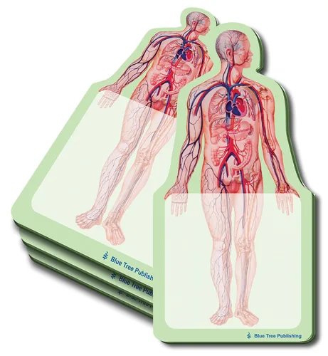 Miniatura 15 de Notas Adhesivas de Anatomía