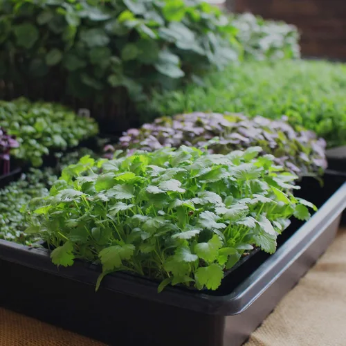 Miniatura 5 de Minute Soil - Medio de cultivo de fibra de coco comprimida - discos de 3.937 in - Paquete de 10 = 4.25 galones de tierra para macetas - Jardinería