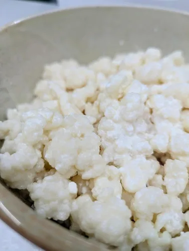 Miniatura 2 de POSEYMOM Granos de kéfir de leche Cultivo iniciador de bebidas saludables privobióticas fermentadas de bricolaje 1 cucharada colmada de granos