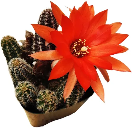 Plantas de cactus vivos para decoración del hogar (cactus de maní Echinopsis de 2 pulgadas)
