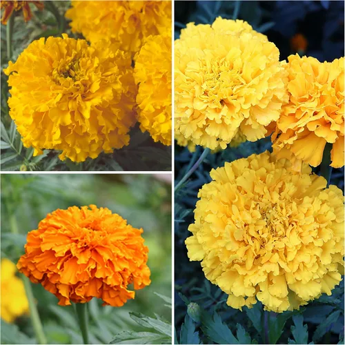 Miniatura 6 de Seed Needs Crackerjack - Semillas de caléndula para plantar, reliquia y flores anuales polinizadas abiertas, planta un jardín de mariposas