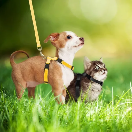 Miniatura 4 de Outus Juego de arnés ajustable de conejo y correa de 5 piezas, a prueba de escape, chaleco para mascotas, correr, caminar, trotar, conejito, gato