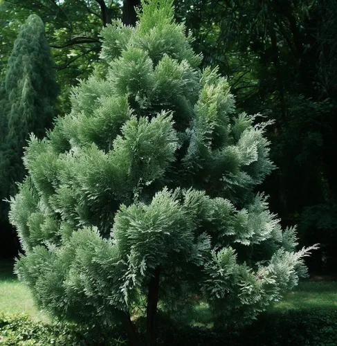 Miniatura 3 de Thuja orientalis (Oriental Arborvitae, Platycladus orientalis, Thuja acuta, Biota orientalis) Semillas de árboles, forma atractiva y follaje