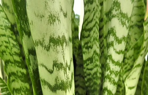 Miniatura 10 de Planta de serpiente viva, Sansevieria Zeylanica, planta de interior en maceta, planta de lengua de suegra Sansevieria viva, planta suculenta en Olla