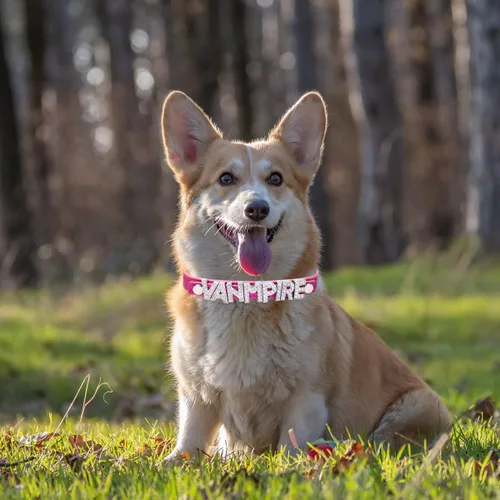 Miniatura 4 de THAIN Collares de perro brillantes personalizados con nombre, collar personalizado con diamantes de imitación para perros pequeños, medianos y Rosa