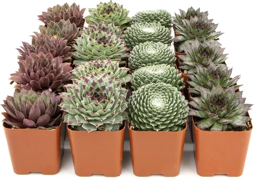 Plantas suculentas | 20 suculentas Sempervivum | Enraizadas en macetas con tierra | Plantas de interior reales | Regalos o decoración de habitación