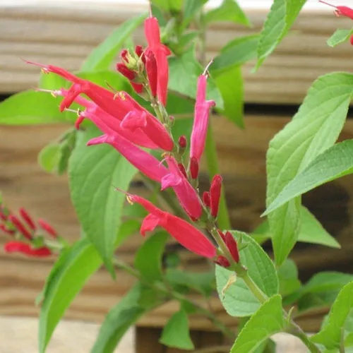 Miniatura 4 de 2 plantas vivas de salvia vibrante, plantas de salvia perennes fragantes vivas para plantación de primavera, plantación de verano, de 5 a 10