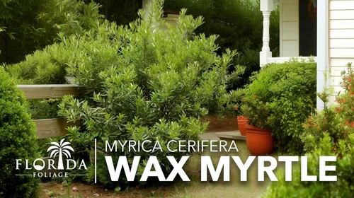 Miniatura 2 de Mirto de cera 20 plantas vivas Myrica Cerifera Arbusto de crecimiento rápido, pantalla de privacidad, follaje de hoja perenne, ornamental