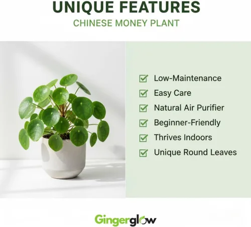 Miniatura 4 de Planta de dinero chino en maceta de 4 pulgadas Pilea Peperomioides Plant Live Atractiva vegetación de interior para escritorios, estantes