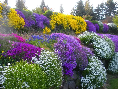 Semillas híbridas de mezcla de berros de roca Aubrieta Flores perennes gigantes para plantar 100 semillas sin OMG