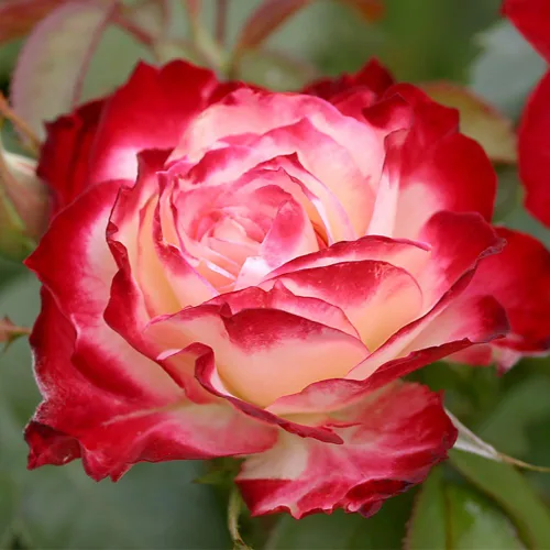 Miniatura 4 de Rosas de reliquia Grandiflora, planta de raíz propia viva para jardín al aire libre, Cherry Parfait™, ligeramente fragantes, zonas de rusticidad