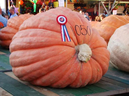 Miniatura 4 de TomorrowSeeds - Semillas de calabaza gigante del Atlántico de Dill's - Más de 20 unidades - para la competencia de tallado de reliquias