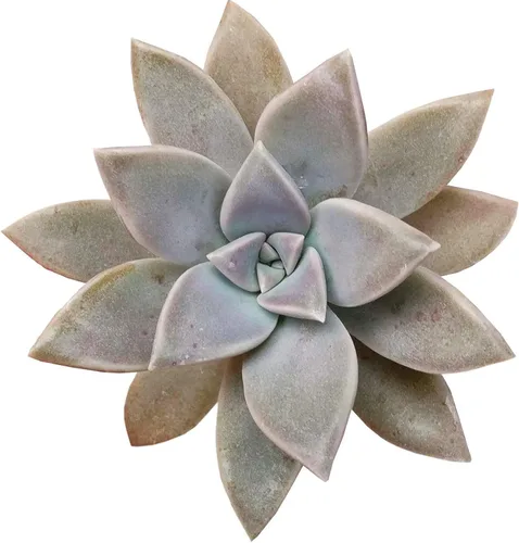 Miniatura 18 de Adenium Obesum - Rosa del desierto de 4 pulgadas, suculenta saludable, rara e inusual, viva de fácil cuidado, planta interior de casa, totalmente