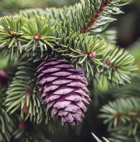 Miniatura 6 de Picea glauca densata (Black Hills Spruce) Semillas de árboles, forma simétrica, follaje denso, semillas de MySeeds.Co, eliges