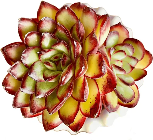 Plantas suculentas viven Echeveria 'llama roja', mini suculentas rojas de 3 pulgadas, raíz desnuda sin maceta, planta suculenta decoración viva,
