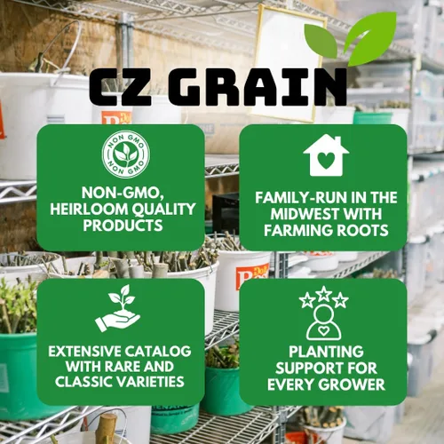 Miniatura 7 de Lotus Seeds (paquete de 30) – Loto de agua acuática para plantar – Cultivar en estanque Koi, cuenco o contenedor – Planta de jardín de agua