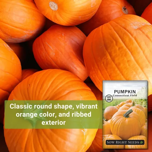 Miniatura 3 de Sow Right Seeds - Semillas de calabaza de campo de Connecticut para plantar - Paquete de reliquia sin OMG con instrucciones para plantar un huerto