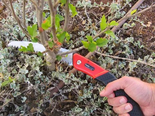 Miniatura 6 de TABOR TOOLS Sierra plegable con hoja curvada de 8 pulgadas y mango de agarre resistente, sierra de mano para podar árboles, recortar ramas, acampar