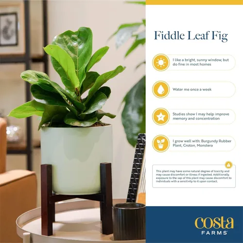 Miniatura 5 de Costa Farms Ficus Lyrata, higo vivo de hoja de violín, árbol de interior, Jardinera de decoración