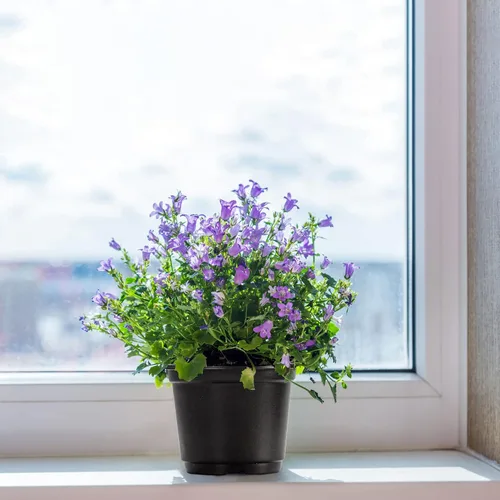 Miniatura 6 de MIXC Macetas para vivero con cúpula de humedad, maceta de plástico transparente suave de 4 pulgadas, macetas para plantar, macetas pequeñas bandejas