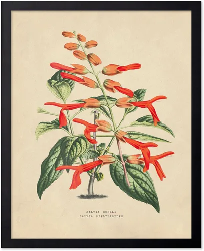 Miniatura 73 de Poster Master Póster Vintage de Plantas Cultivadas - Impresión Botánica Retro - Arte de Flores - Arte de Plantas - Regalo para Hombres y Mujeres