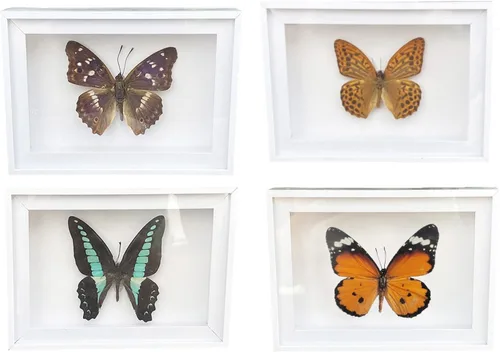 Miniatura 8 de 4 piezas de espécimen de mariposa, muestras de insectos de mariposa enmarcadas, suministros de taxidermia, caja de mariposa, regalo para hombres