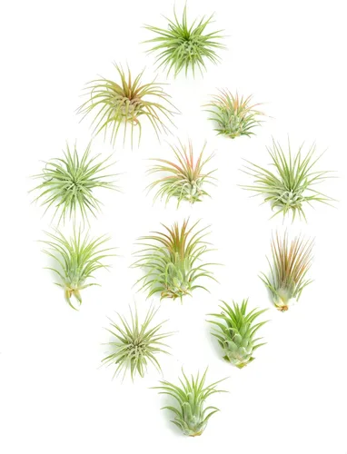 Miniatura 11 de Shop Succulents Colección variada Variedad de especies, planta tropical de interior para decoración del hogar, terrarios DIY, paquete de 100