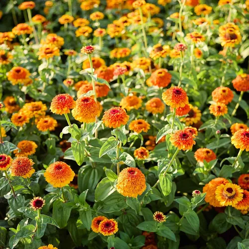 Miniatura 105 de Eden Brothers - Semillas de zinnia, cactus con flores, sin OMG, plantar en primavera, paquete, flores de bajo mantenimiento, zonas 3, 4, 5, 6, 7, 8