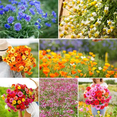 Miniatura 14 de Eden Brothers Crazy for Cosmos - Semillas mixtas de flores de cosmos para plantar, 50 lb, más de 24,000,000 semillas con Cosmos Gloria, Pinkie