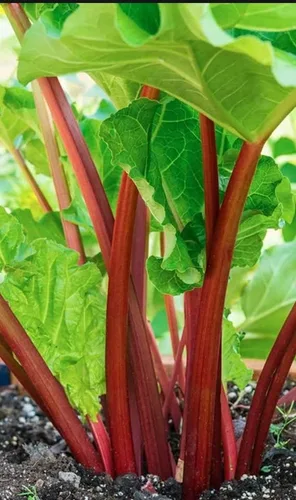 Corona de ruibarbo Victoria lista para plantar súper saludable. Perenne. Regresa todos los años. Enviado recortado para plantar.