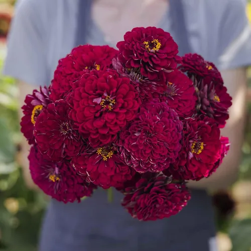 Miniatura 91 de Eden Brothers - Semillas de zinnia, cactus con flores, sin OMG, plantar en primavera, paquete, flores de bajo mantenimiento, zonas 3, 4, 5, 6, 7, 8