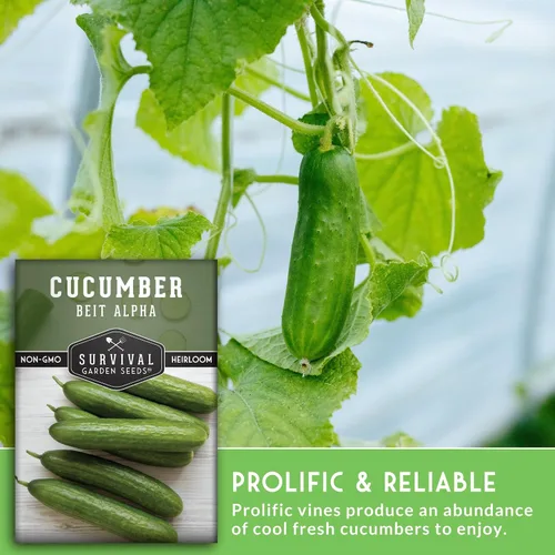 Miniatura 4 de Survival Garden Seeds - Semilla de pepino Beit Alpha para plantar - Paquete con instrucciones para plantar y cultivar pepinos verdes suaves sin